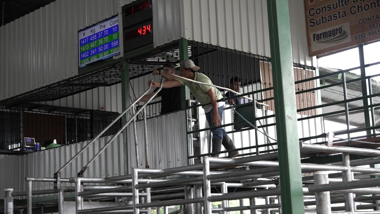 Ganado2